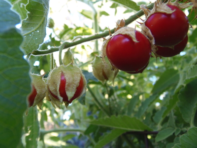 Litchi Tomato (Solanum sisymbriifolium)